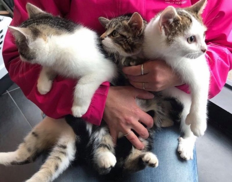 media 4
