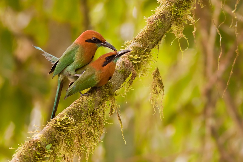 media 1